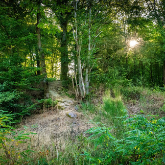 Überwucherter Einstieg zum Engelsley-Grat an einer alten Eiche im Langfigtal.