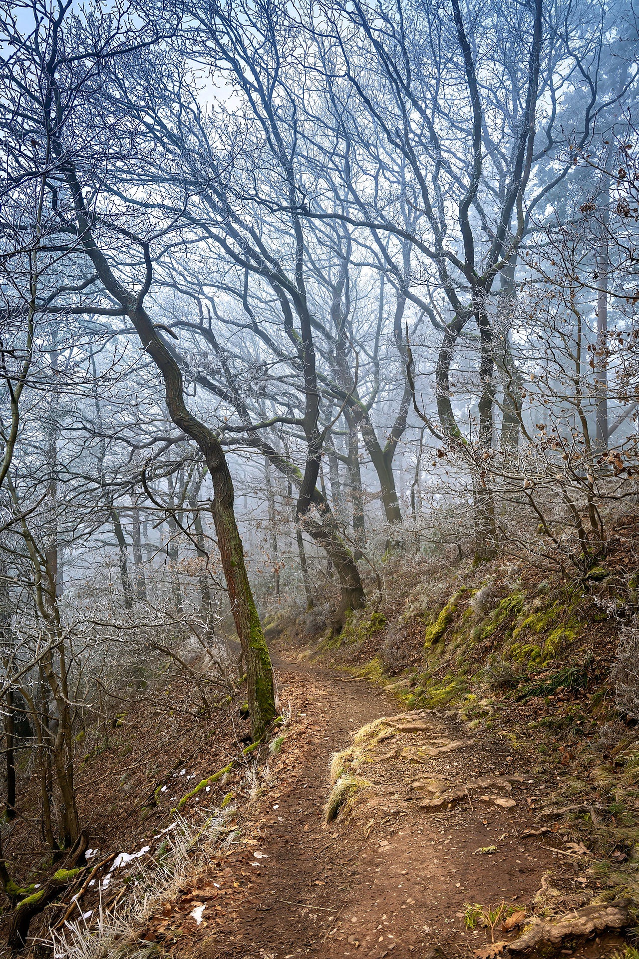 Schmaler, frostiger Waldpfad zwischen bemoosten Hängen und filigranen, vereisten Ästen. Der Weg führ