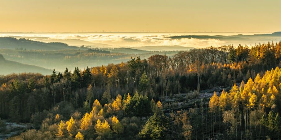 Goldenes Sonnenlicht liegt auf herbstlichen Baumkronen, während Nebel die fernen Täler des Siebengebirges füllt.