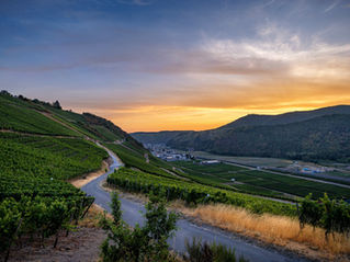 Weinberge bei Rech im frühen Morgenlicht mit Blick über das Ahrtal und einen geschwungenen Wirtschaftsweg im Vordergrund.