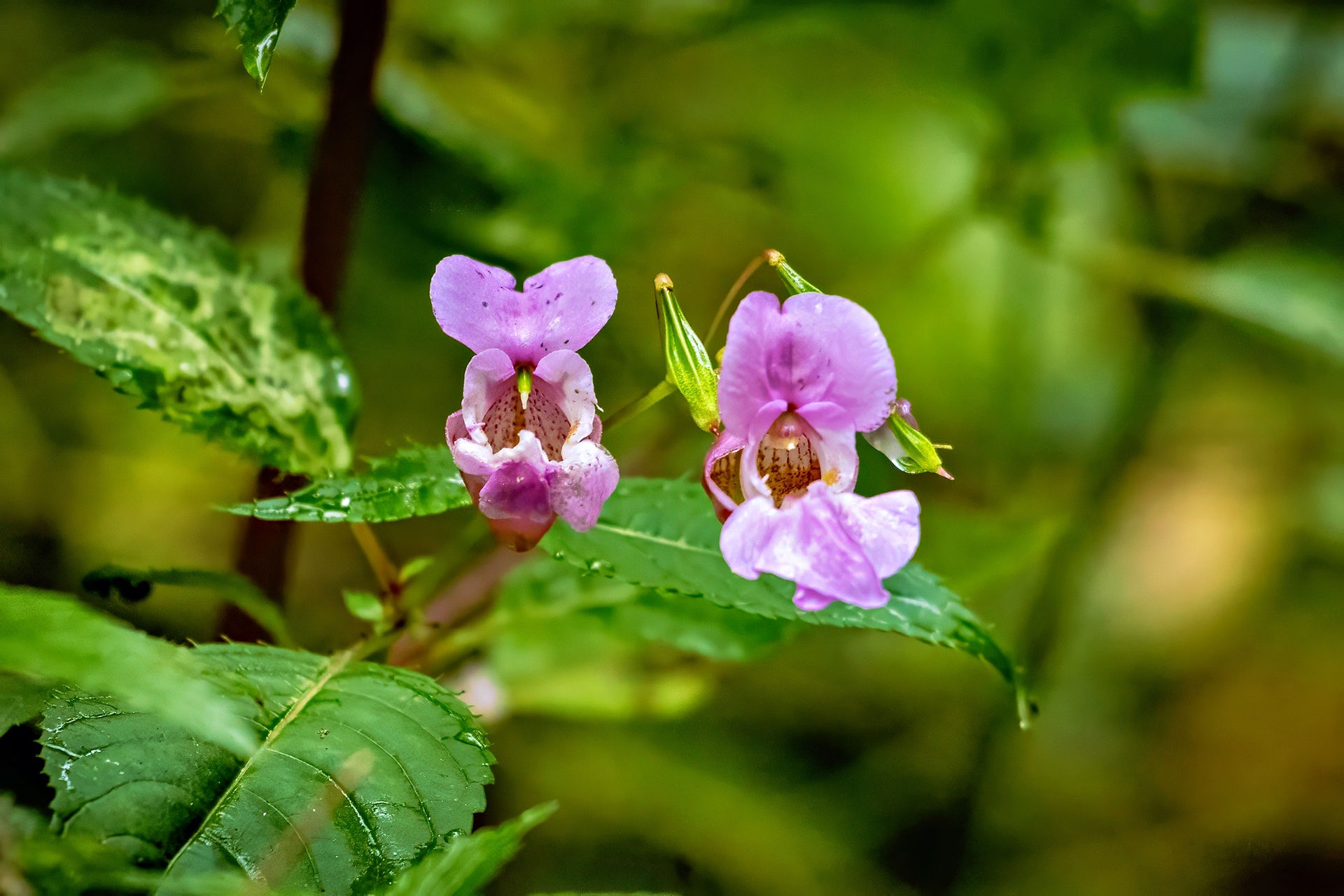 Zwei geöffnete Blüten des Springkrauts am Bach