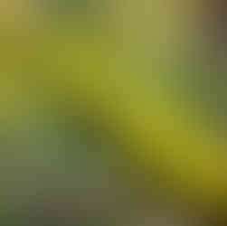 Moosbewachsener Ast im warmen Morgenlicht, detailreiche Struktur vor weichem, unscharfem Hintergrund