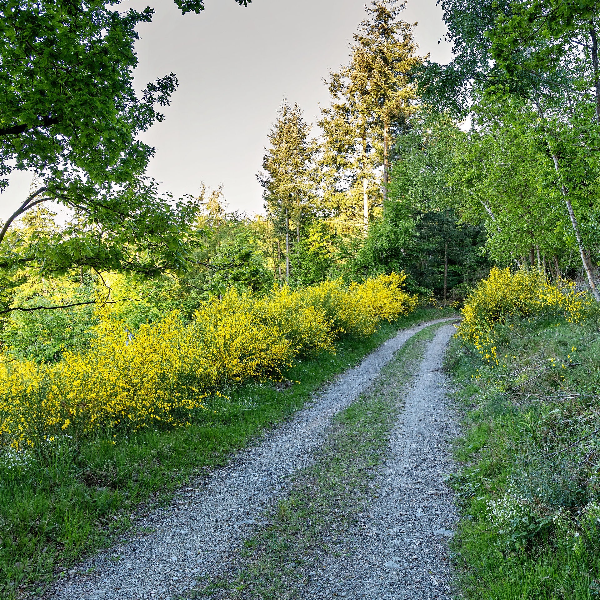 Waldweg bei Schmidt in der Eifel, am Rande blüht in gelber Explosion der Ginster