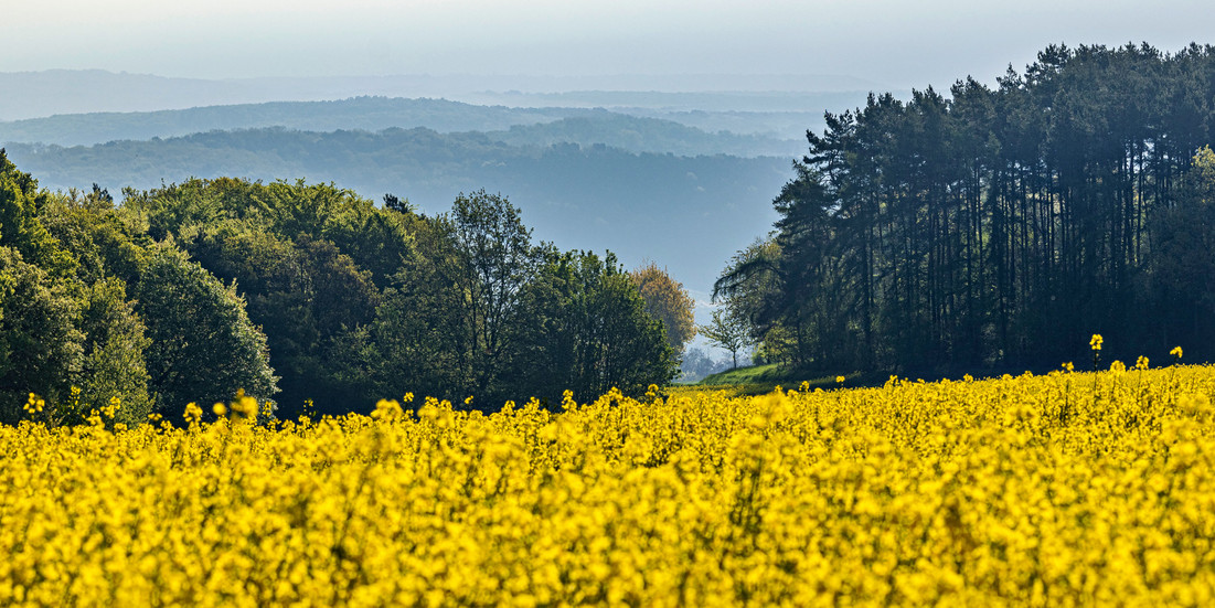 Leuchtendes Rapsfeld im Vordergrund mit Waldkante und dunstigen blauen Hügelketten in der Ferne.
