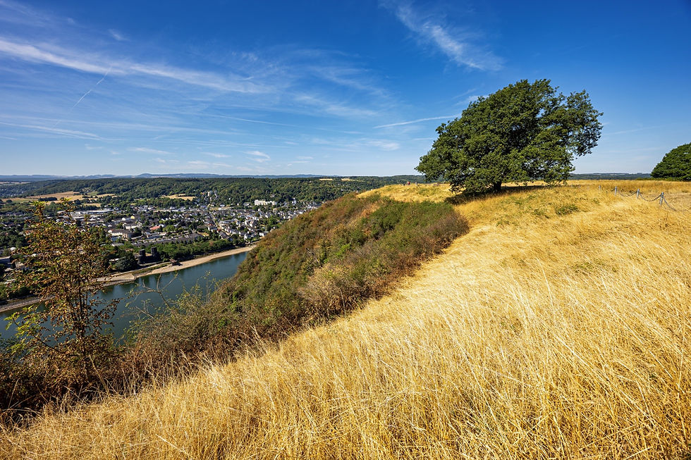 Trockenes, goldgelbes Gras auf dem Plateau der Erpeler Ley mit einer einzelnen Eiche und Blick hinunter auf den Rhein.