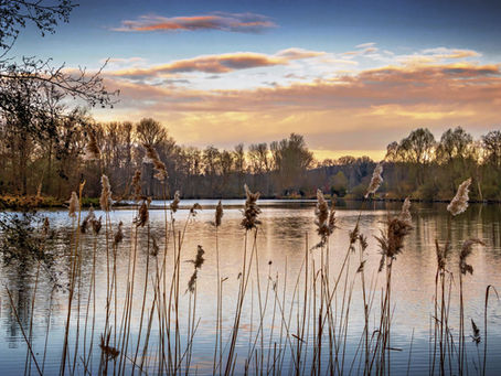 Morgenlicht über dem Borner See