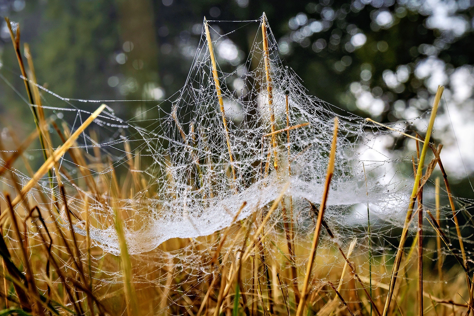 Ein mit Tau behangenes Spinnennetz in Bodennähe