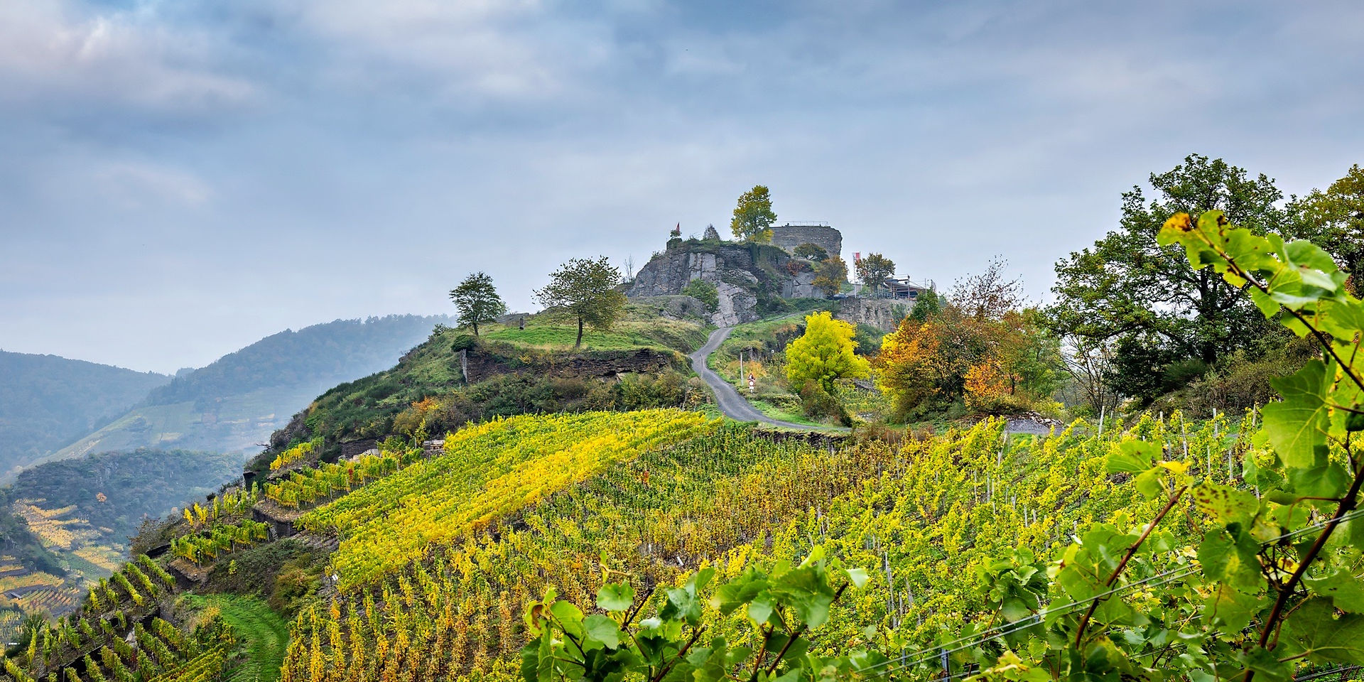 View of Saffenburg Castle ruins surrounded by bright green and yellow vineyards on an autumn morning.