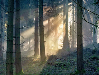 Sunbeams streaming through misty conifer forest near Hellenthal, with tall dark trunks, soft ground frost, and golden winter light spreading across the woodland floor.
