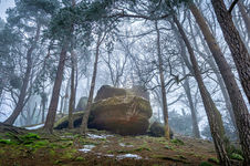 Felsblock im nebeligen Winterwald bei Nideggen, umgeben von hohen Kiefern und Moos.