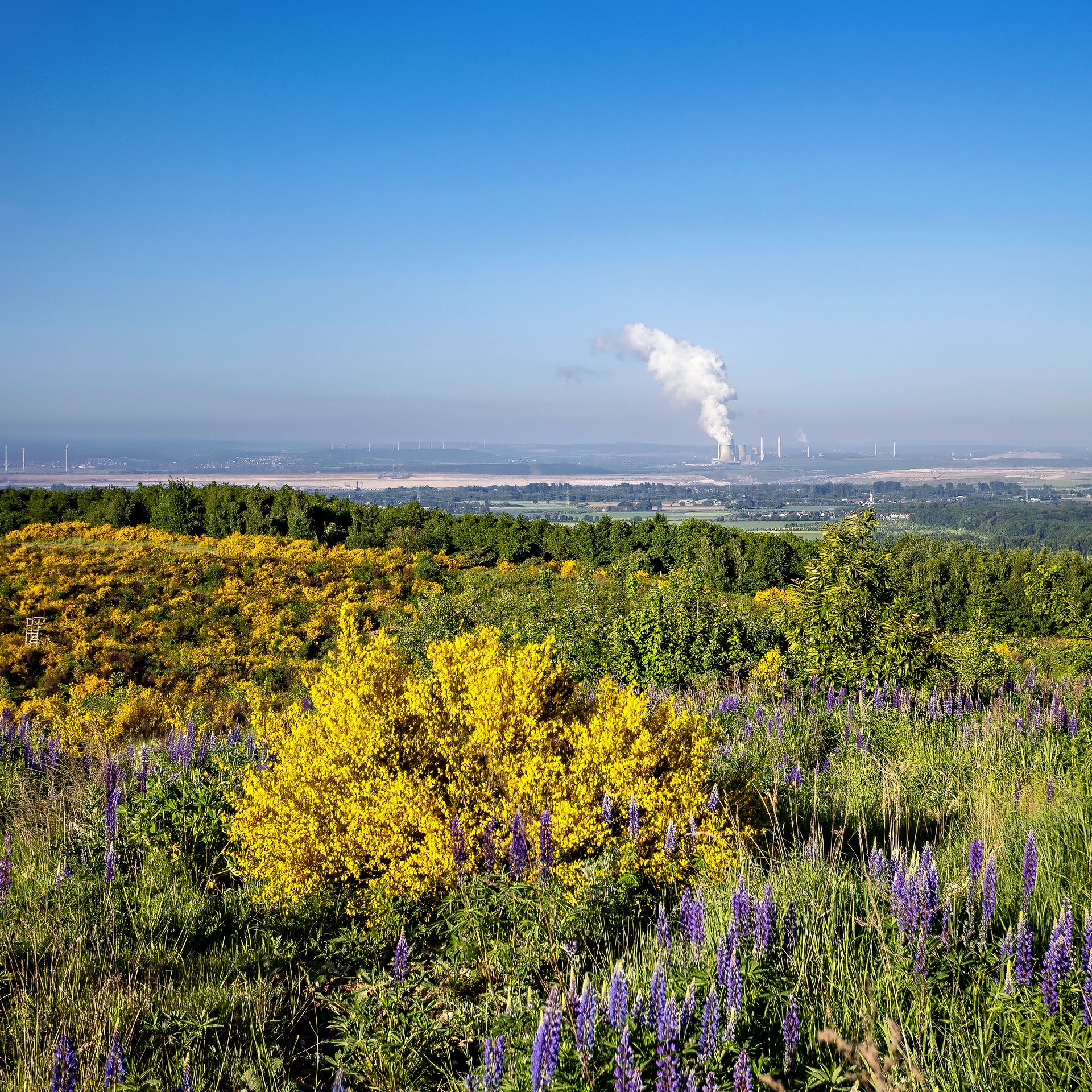 Blick über die neue Ginster-Heide zum Tagebau Hambach