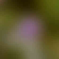 Nahaufnahme einer violetten Acker-Witwenblume, scharf vor unscharfem, goldenem Hintergrund mit kreisförmigem Bokeh.