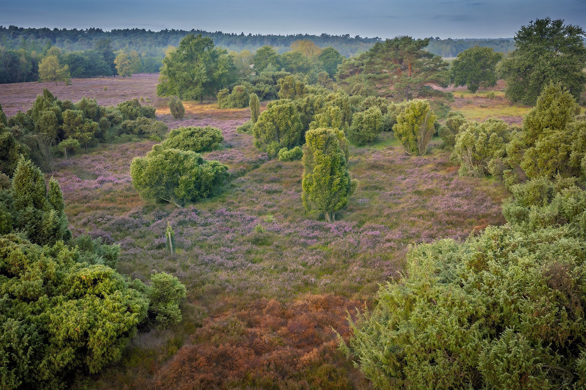Blick vom Aussichtsturm über blühende Heide, Wacholder und Baumgruppen im Schwalmbruch unter grauem Morgenhimmel.