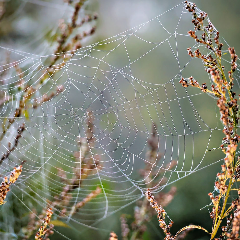 Ein Spinnenetz voll er kleiner Tautropfen im Morgenlicht.