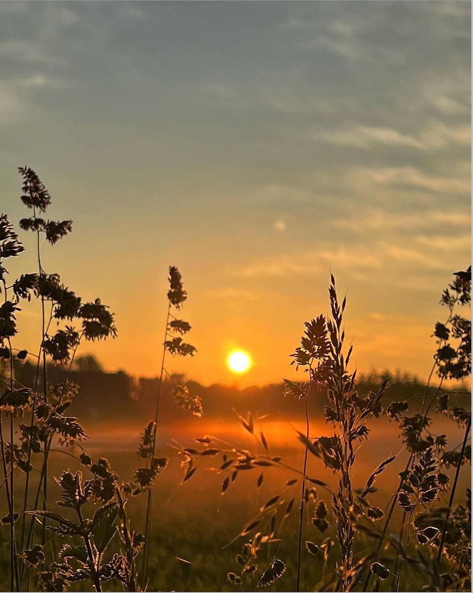 Abendstimmung, die Sonne steht als roter Ball kurz über dem Horizont. Gräser zeichnen sich als Silhuette gegen das Licht ab