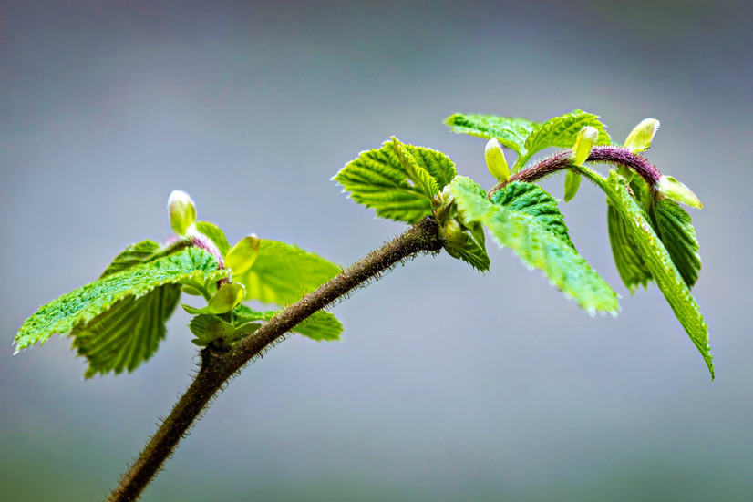 Fresh green shoot with young leaves and buds on a slender branch, set against a soft grey-blue background in early spring light