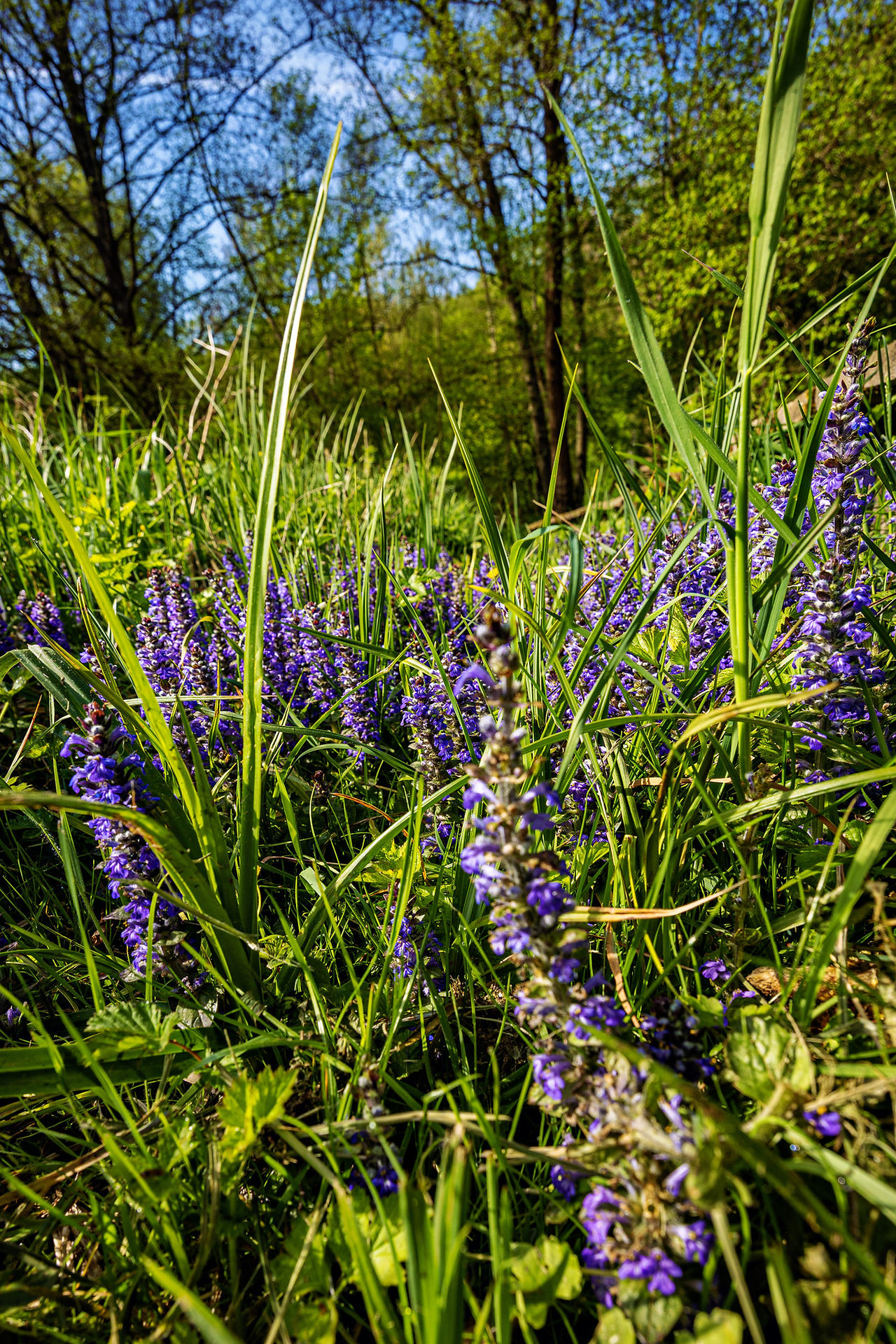 Violette Blüten wachsen zwischen hohen Gräsern am Moor bei Ettringen, aufgenommen aus niedriger Perspektive mit unscharfem Waldhintergrund.