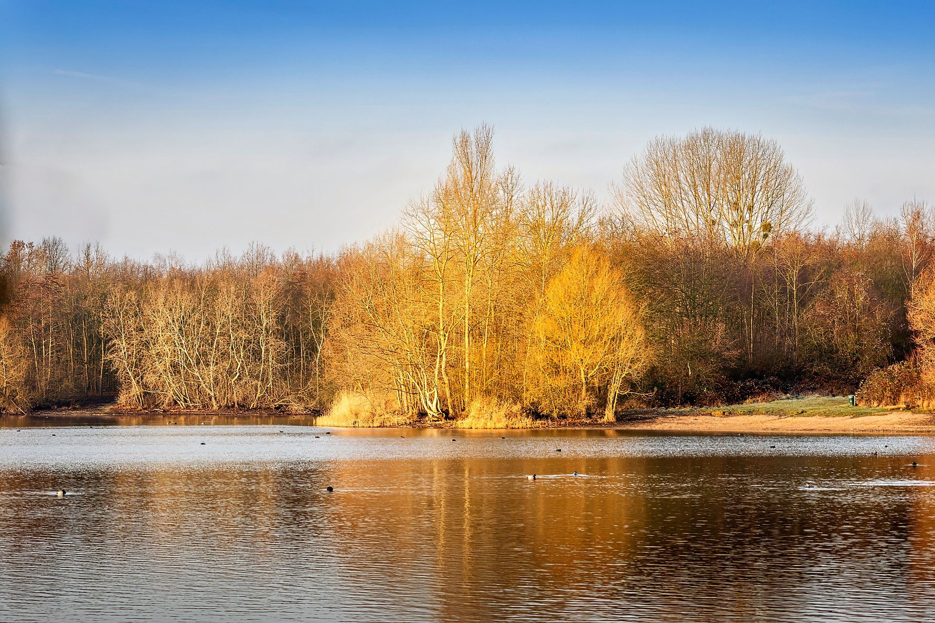 Ufer des Perinsmaar bei Bedburg im Goldenen Morgenlicht