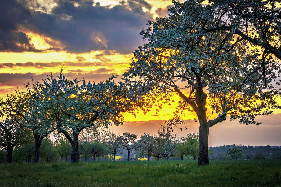 Goldener Morgenhimmel hinter alten Obstbäumen auf einer Wiese oberhalb der Ehrbachklamm.