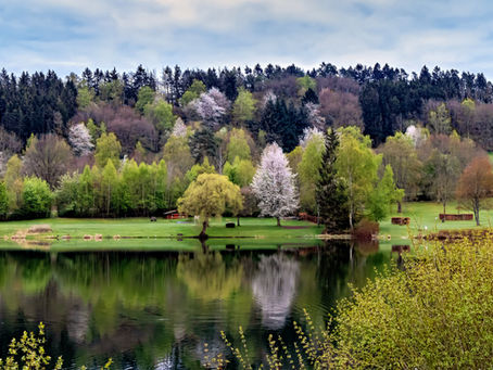 Ufer des Rursees mit blühenden Bäumen