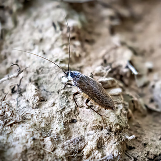 Nahaufnahme einer Waldschabe auf hellem, trockenem Boden. Das Insekt läuft über staubige Erde und kleine Pflanzenreste, der Hintergrund ist weich unscharf.
