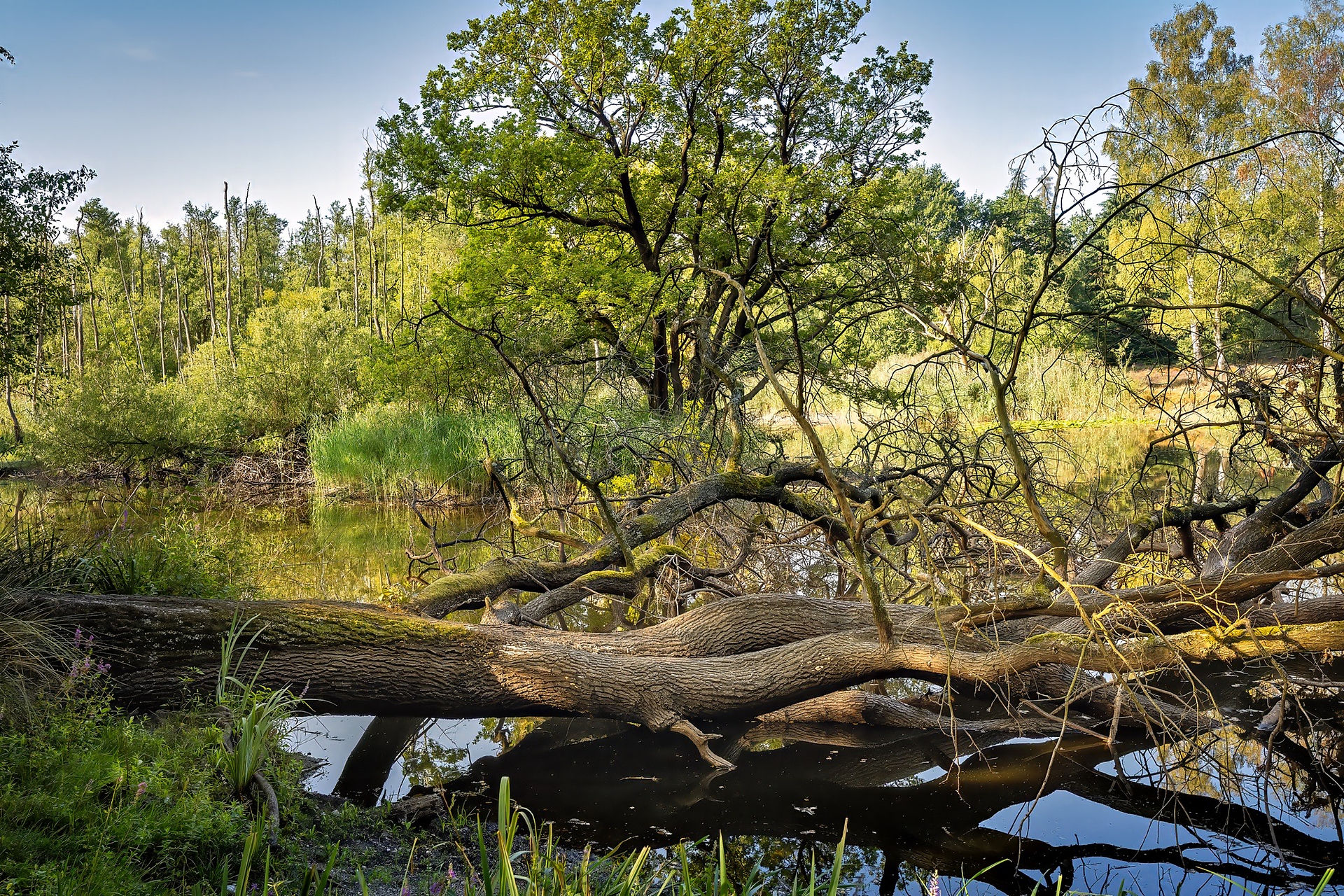 Umgestürzter Baum über einem kleinen Gewässer im Schwalmbruch, umgeben von dichter Ufervegetation.