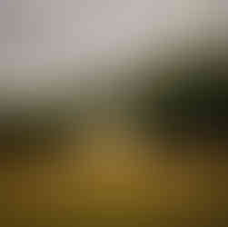 Landschaftsaufnahme einer goldgelben Wiese, eingefasst von grünen Bäumen, mit dramatisch bewölktem Himmel und zartem Sonnenlicht am Horizont.