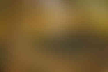 Bunter Herbstwald mit Felsformation