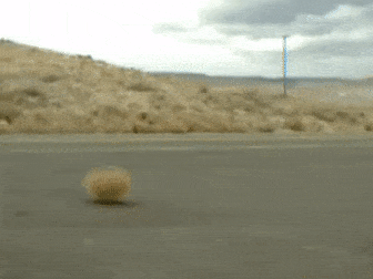 tumbleweed rolling across road