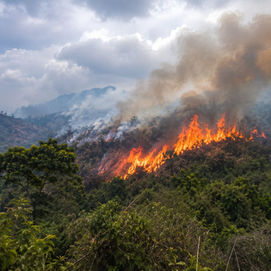 Kalehe : Le feu de brousse affecte les activités apicoles et l’environnement