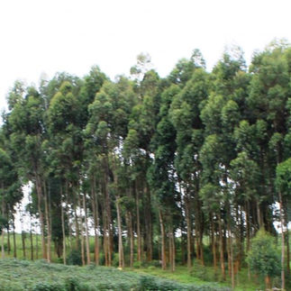 Sud-Kivu : Planter les arbres est un acte de protection de l'environnement et de l’humanité