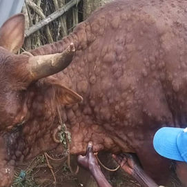 Sud-Kivu : Les éleveurs confrontés au manque des médicaments pour lutter contre la propagation de la peste du ruminant