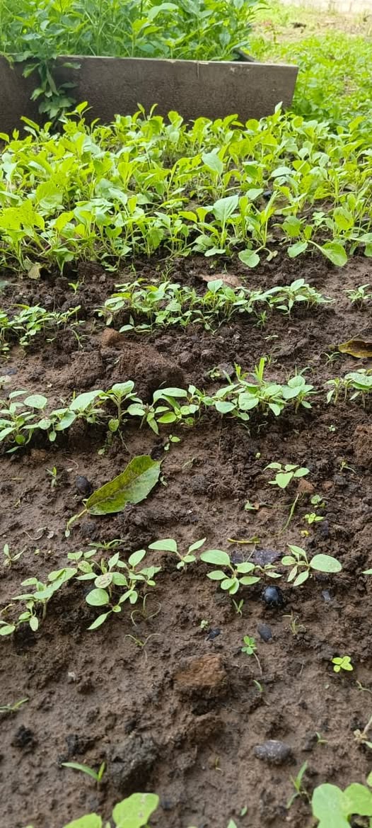 Garden full of cabbage