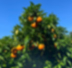 WhatsApp Image 2025-03-16 at 09.07.30.jpeg