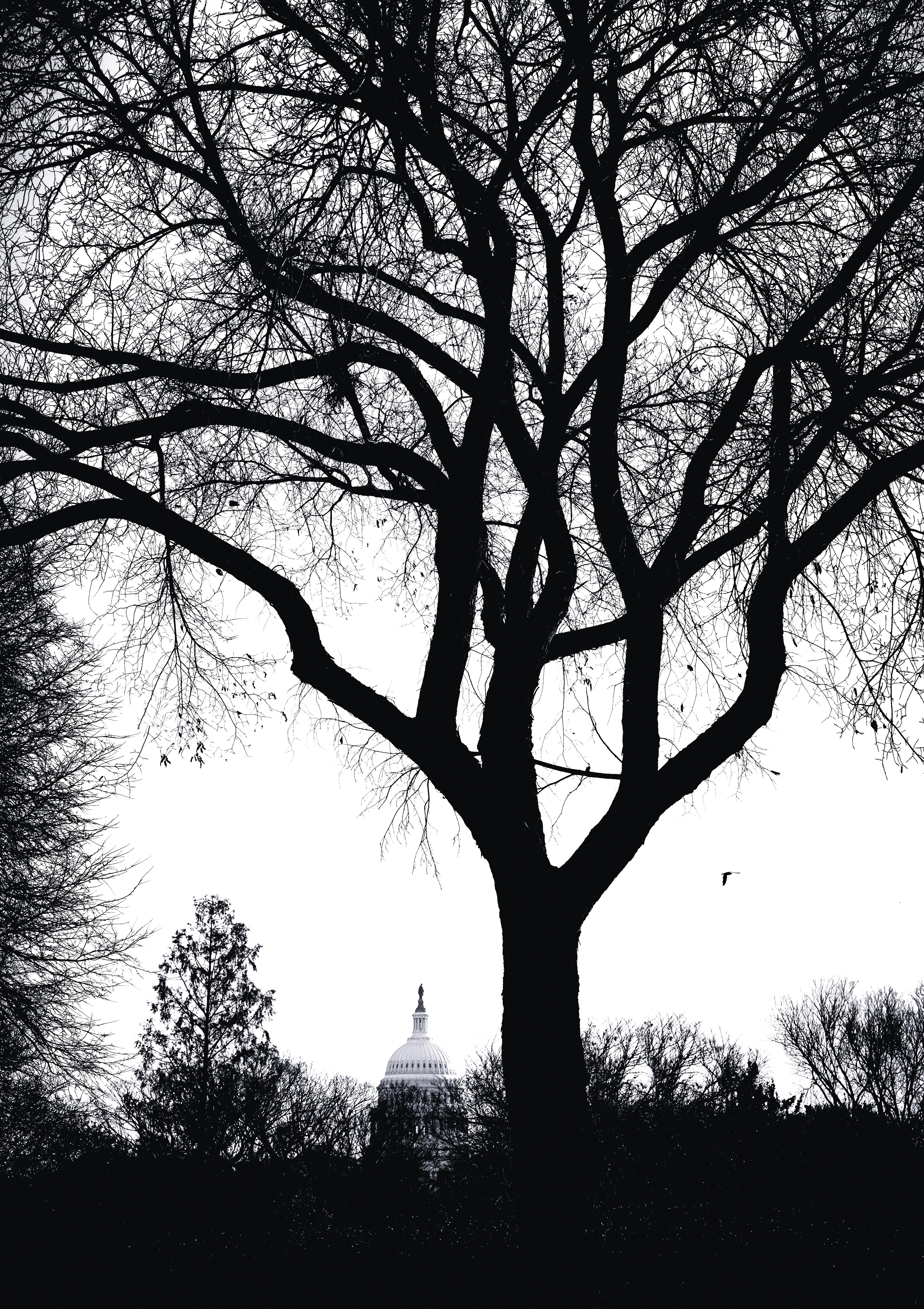 Tree S B