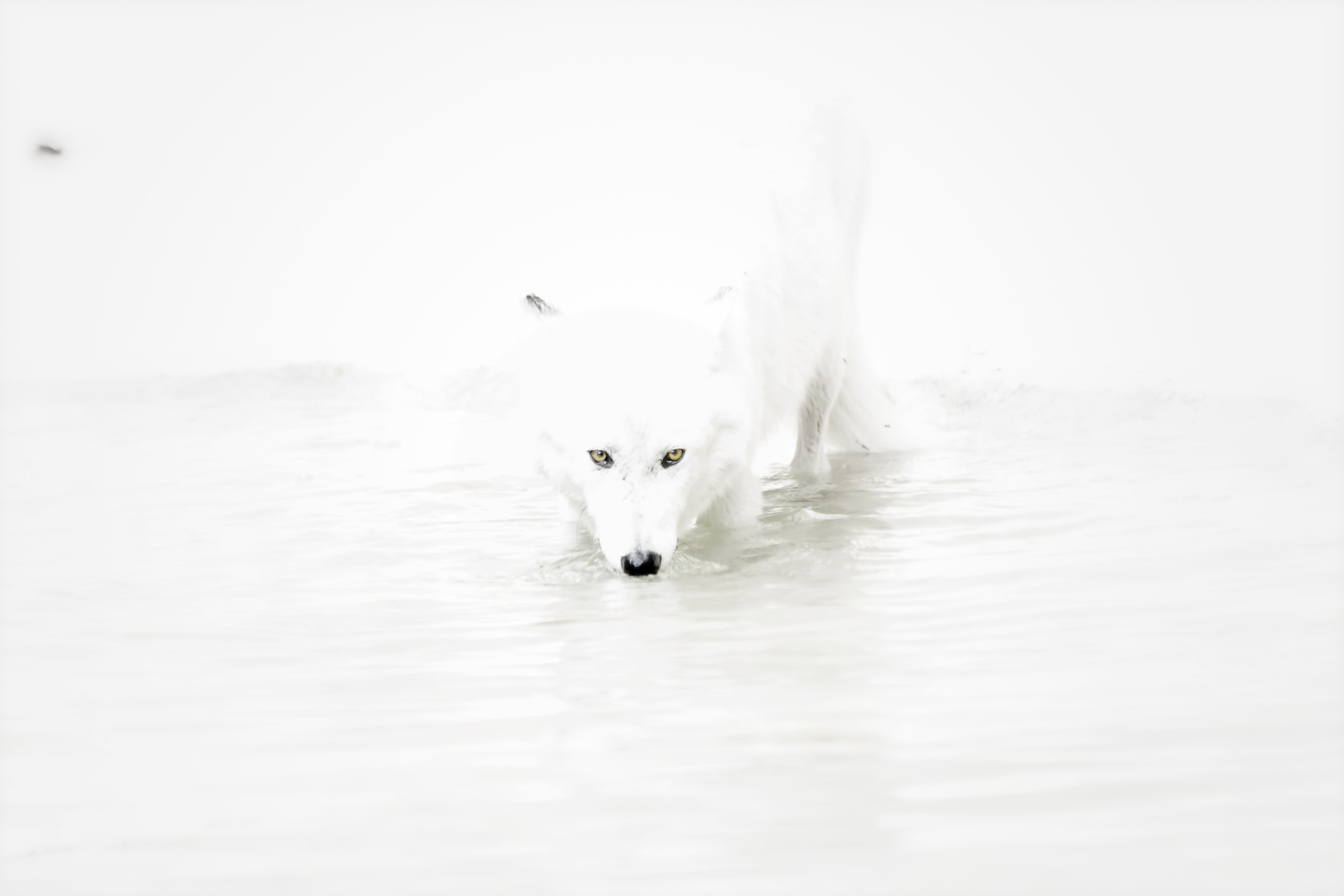 Wolf 1