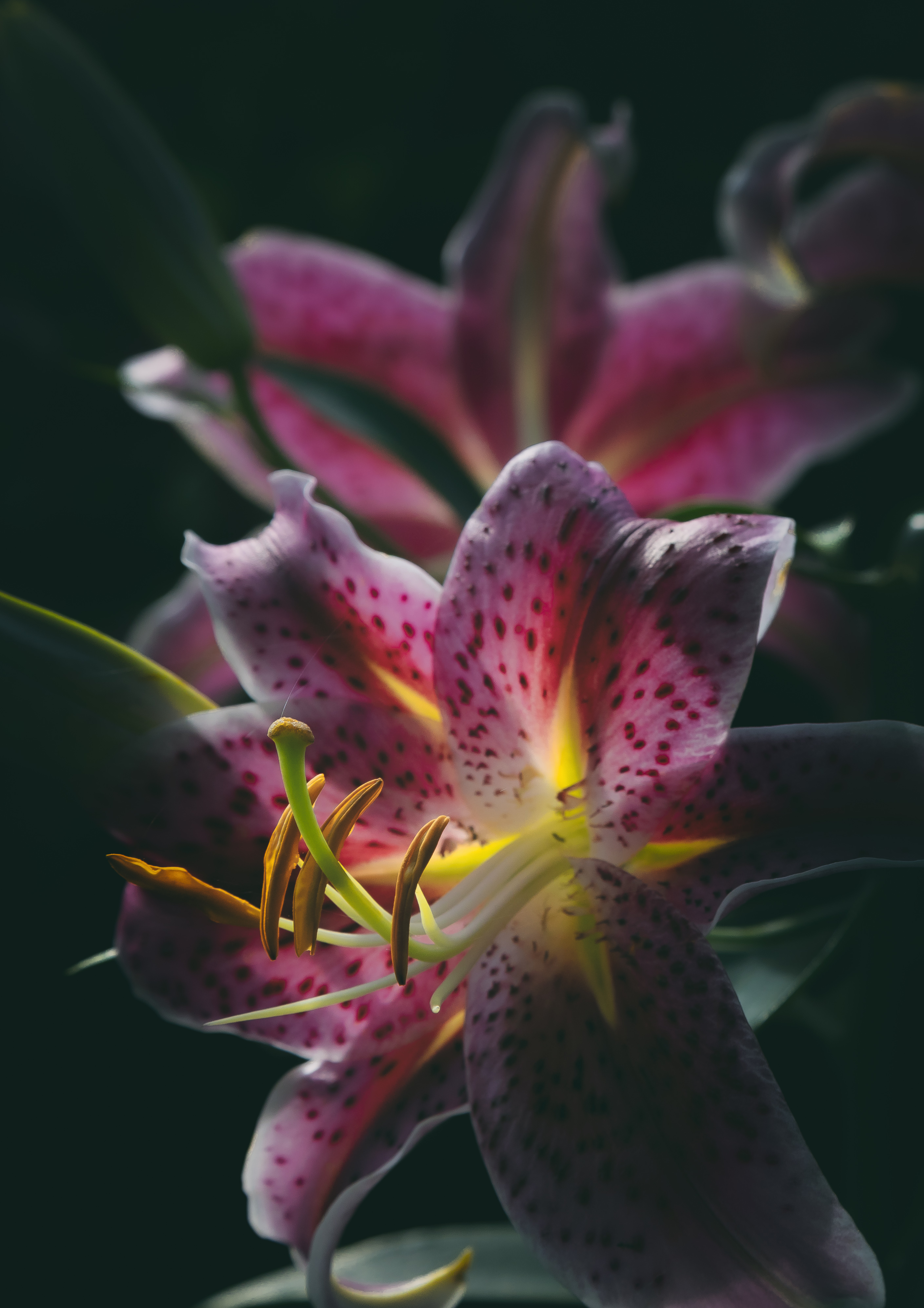 Lillies A