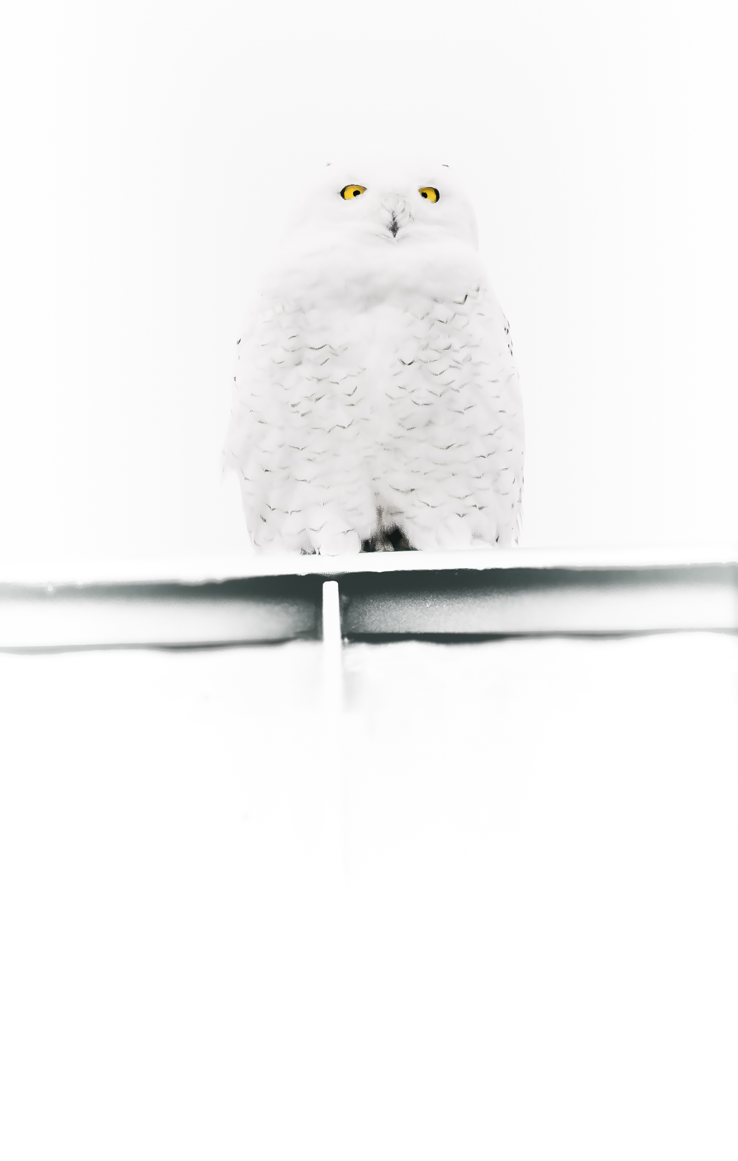 Snowy Owl E