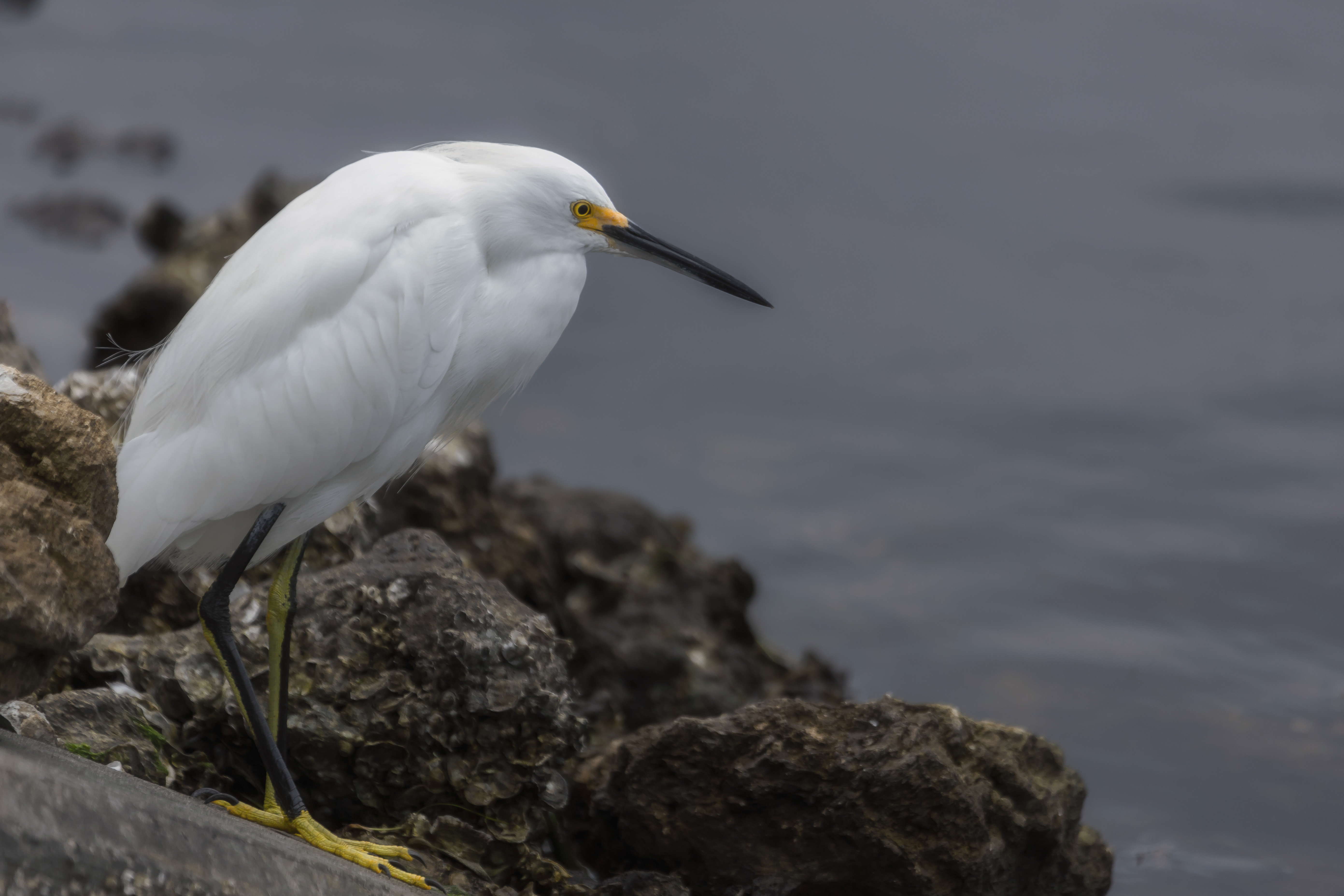 Lakeside Egret