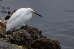 Lakeside Egret
