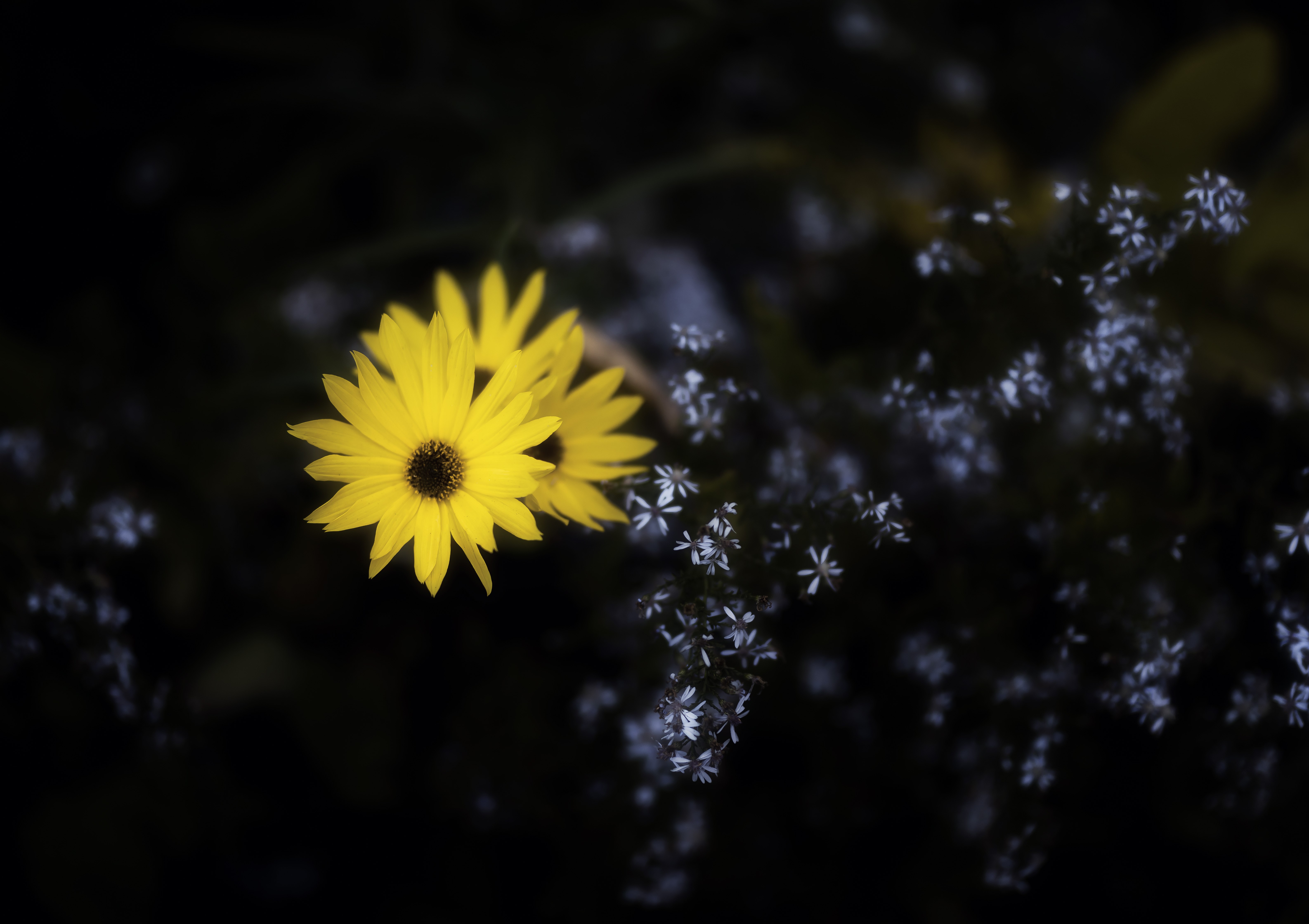 Yellow Flower