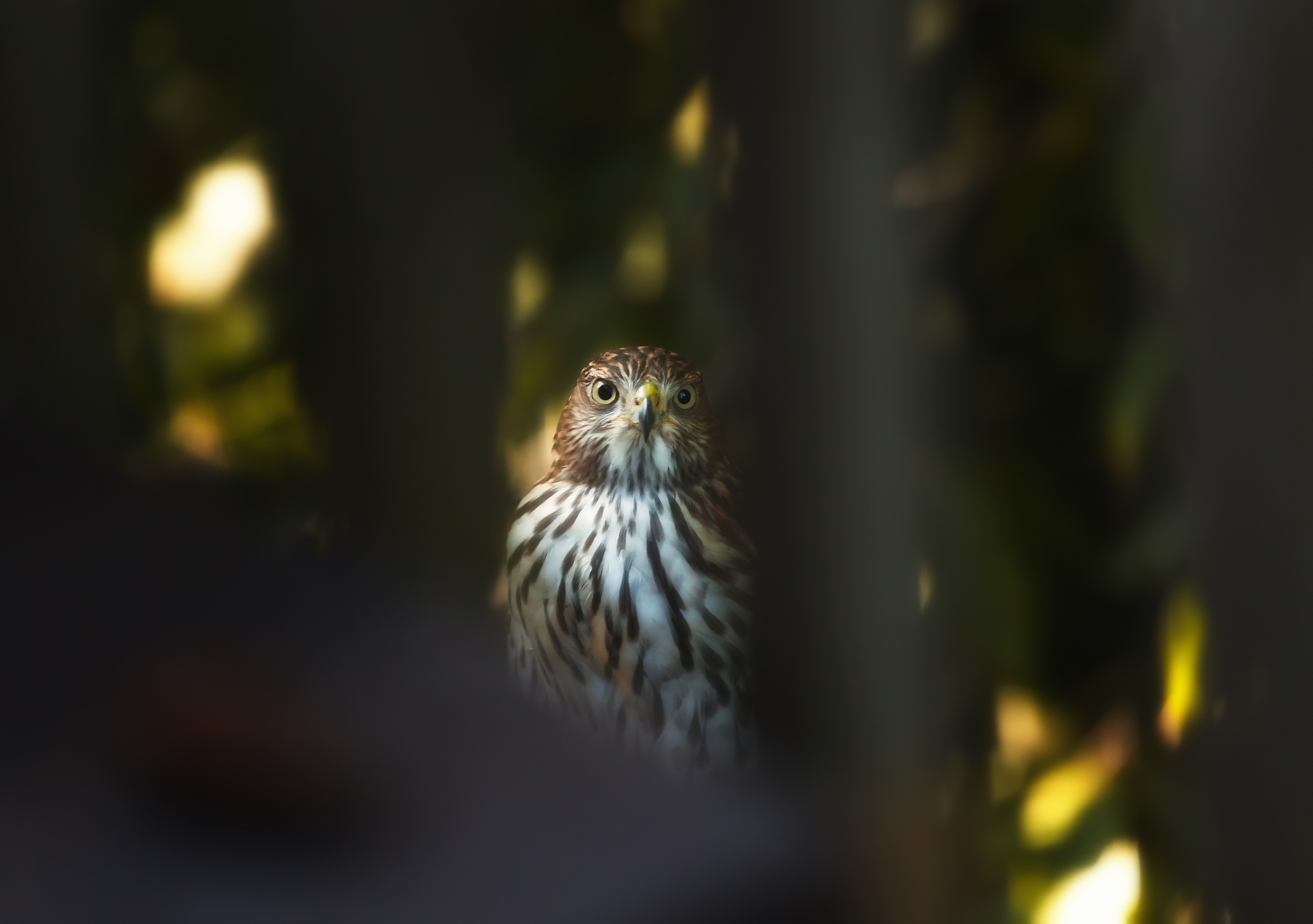 Eyes on
