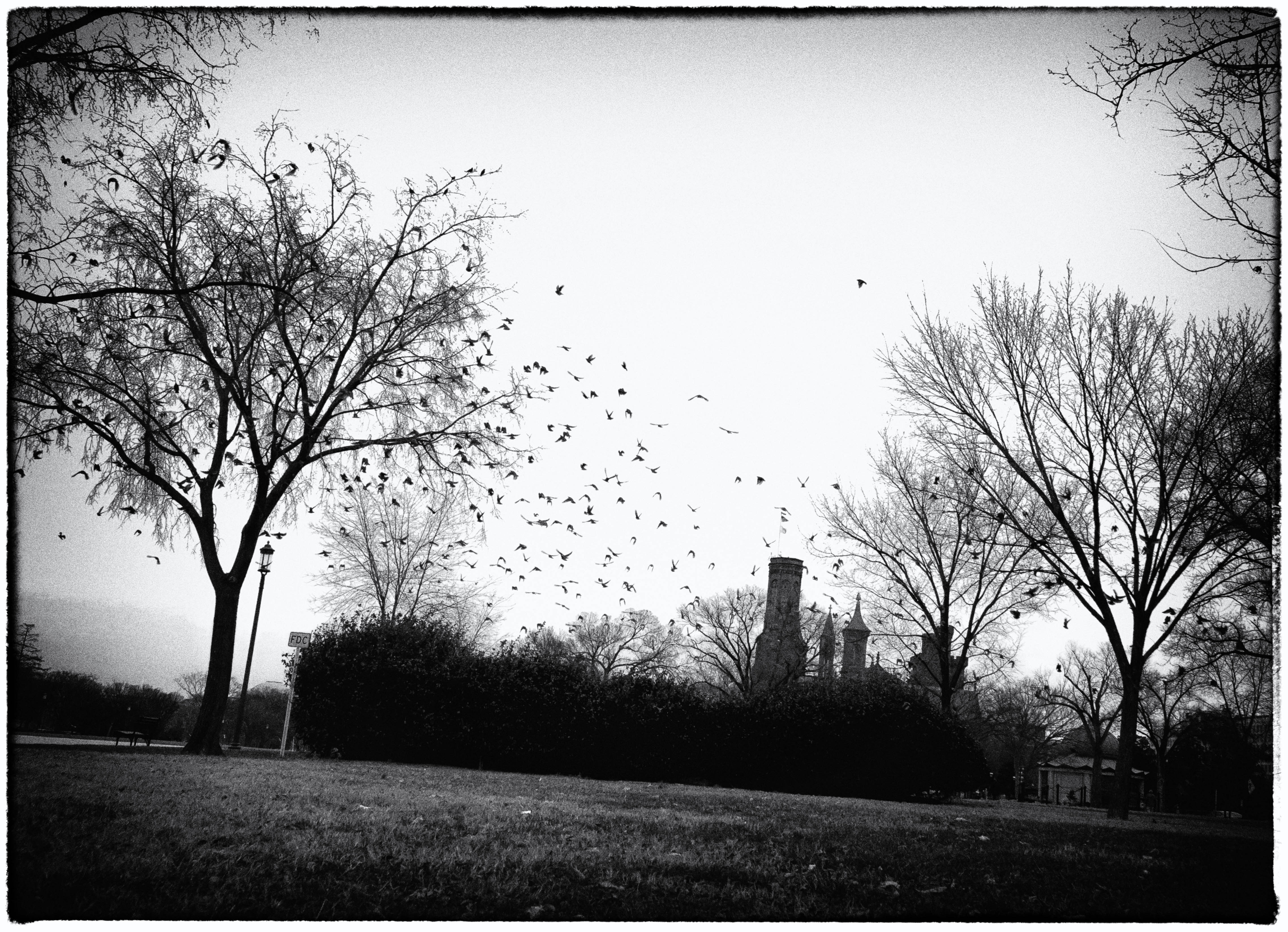 For the birds B