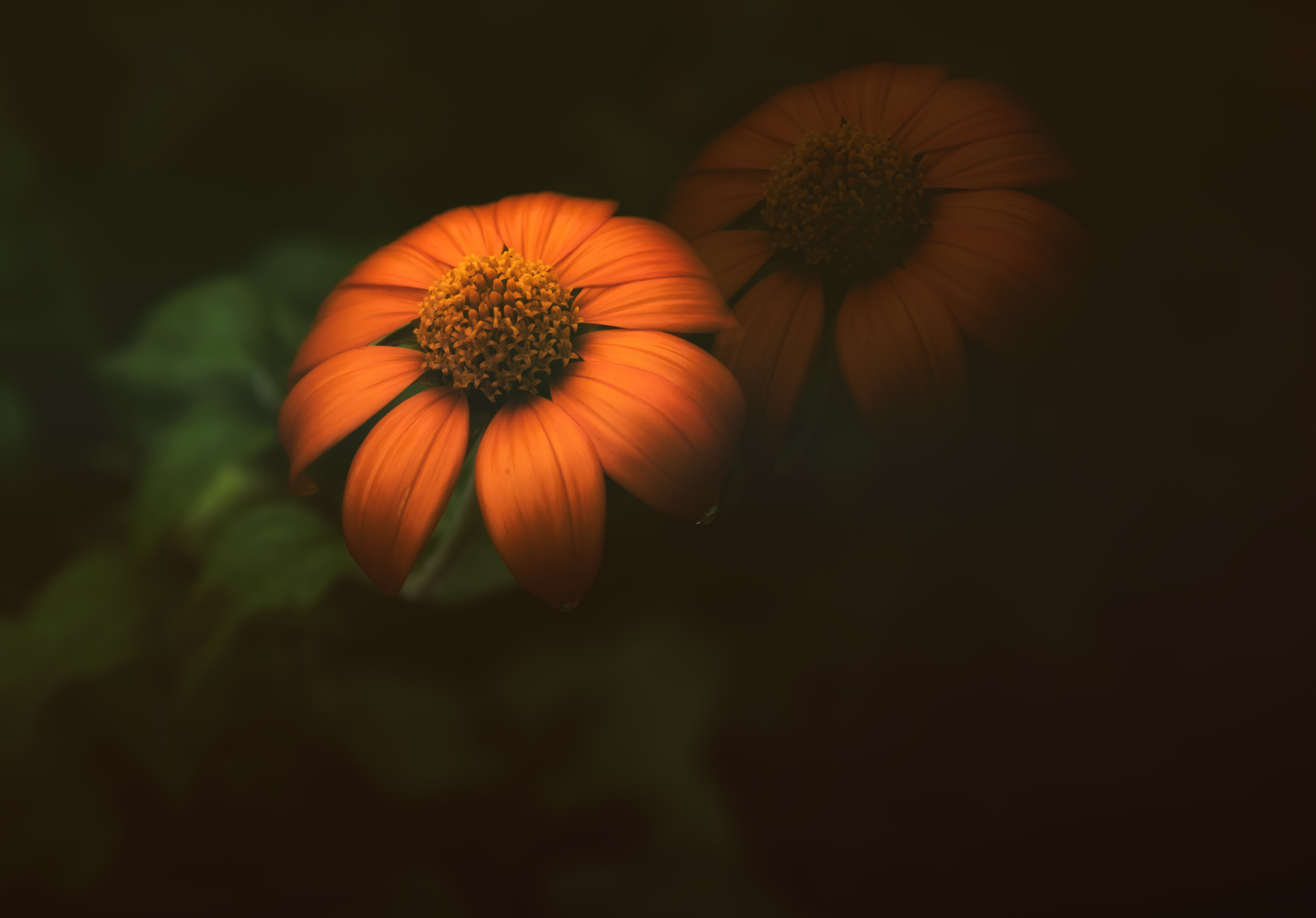 Pumpkin Soft Dbl