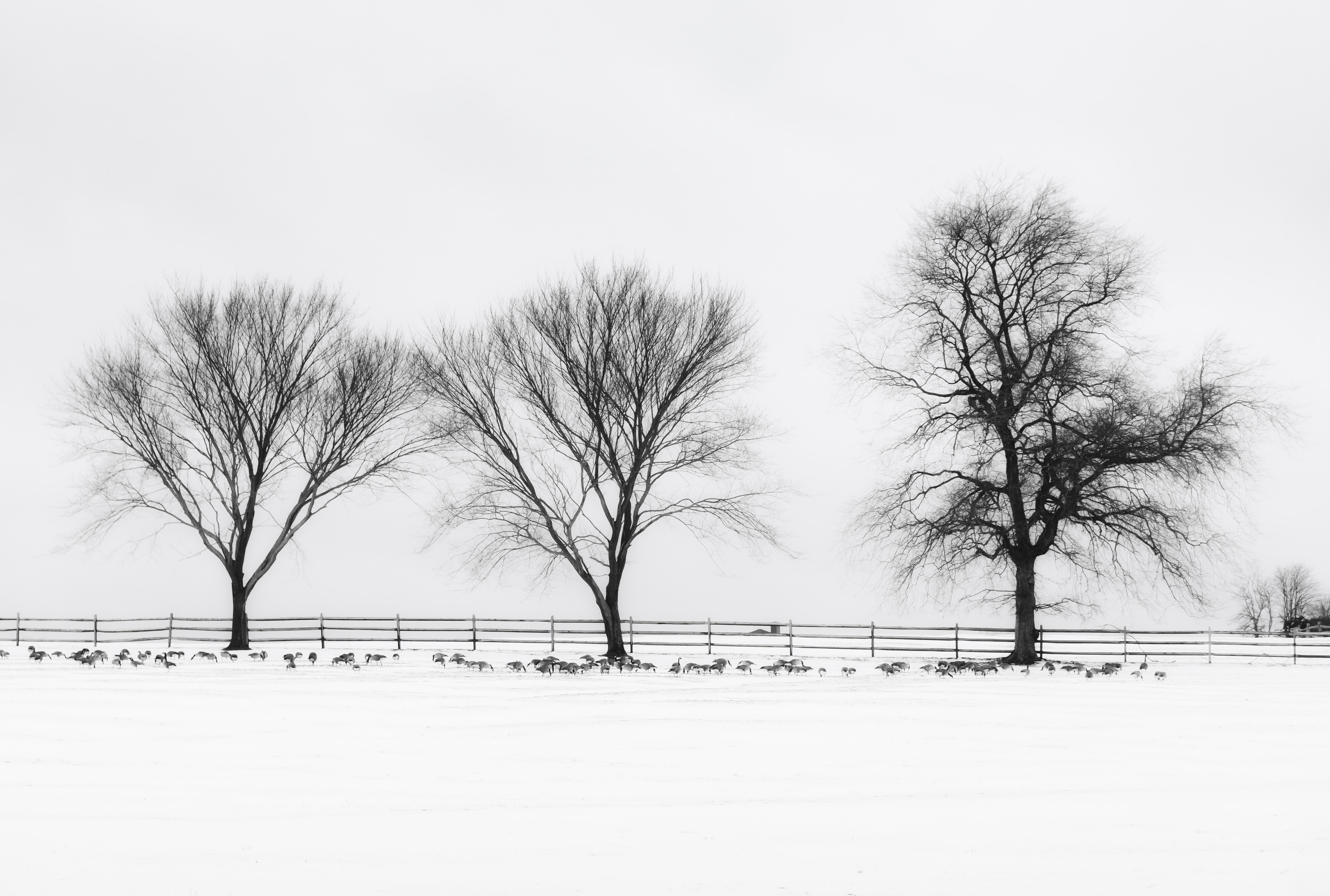 Winter Field C B