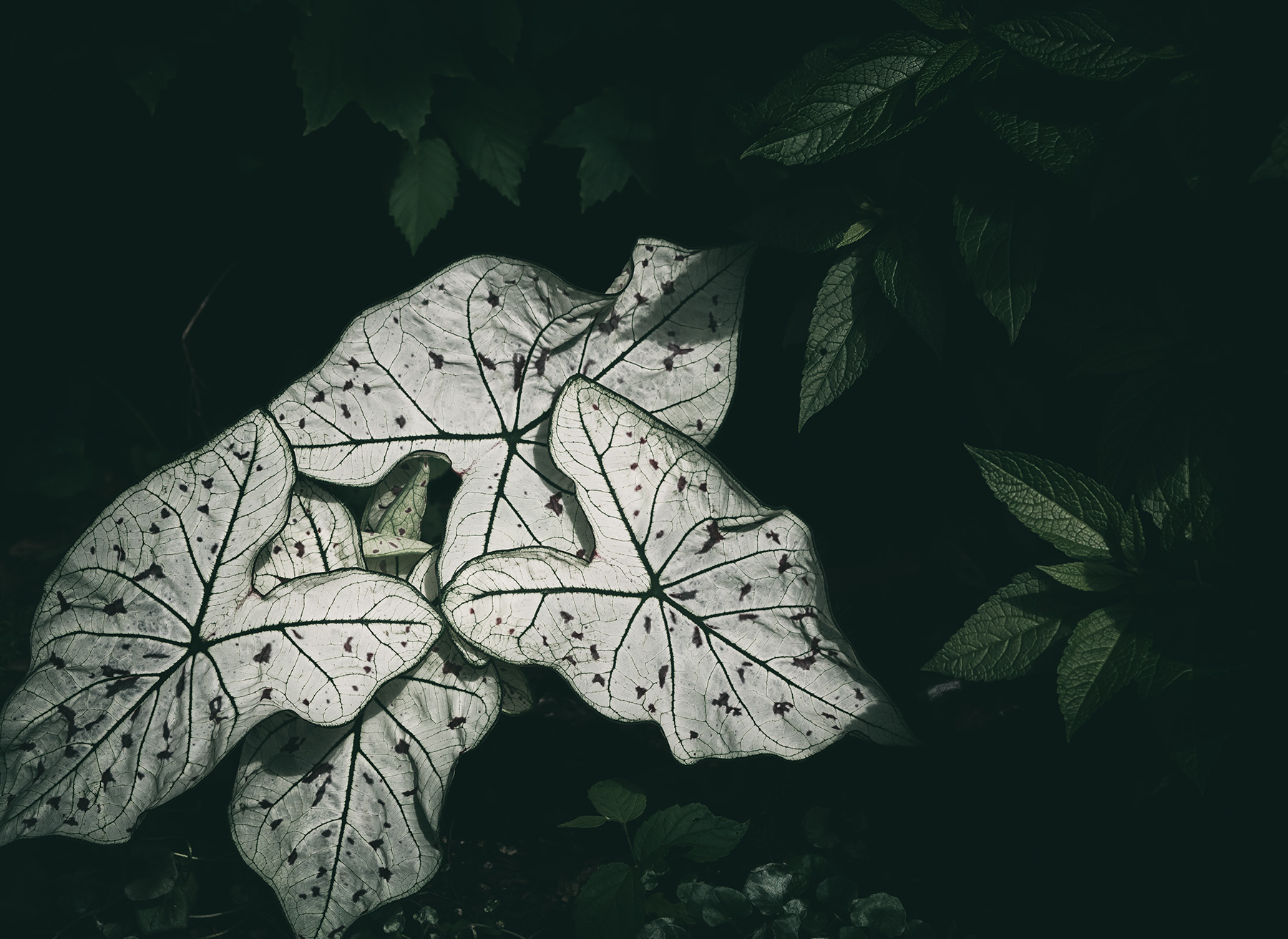 Leaves A R