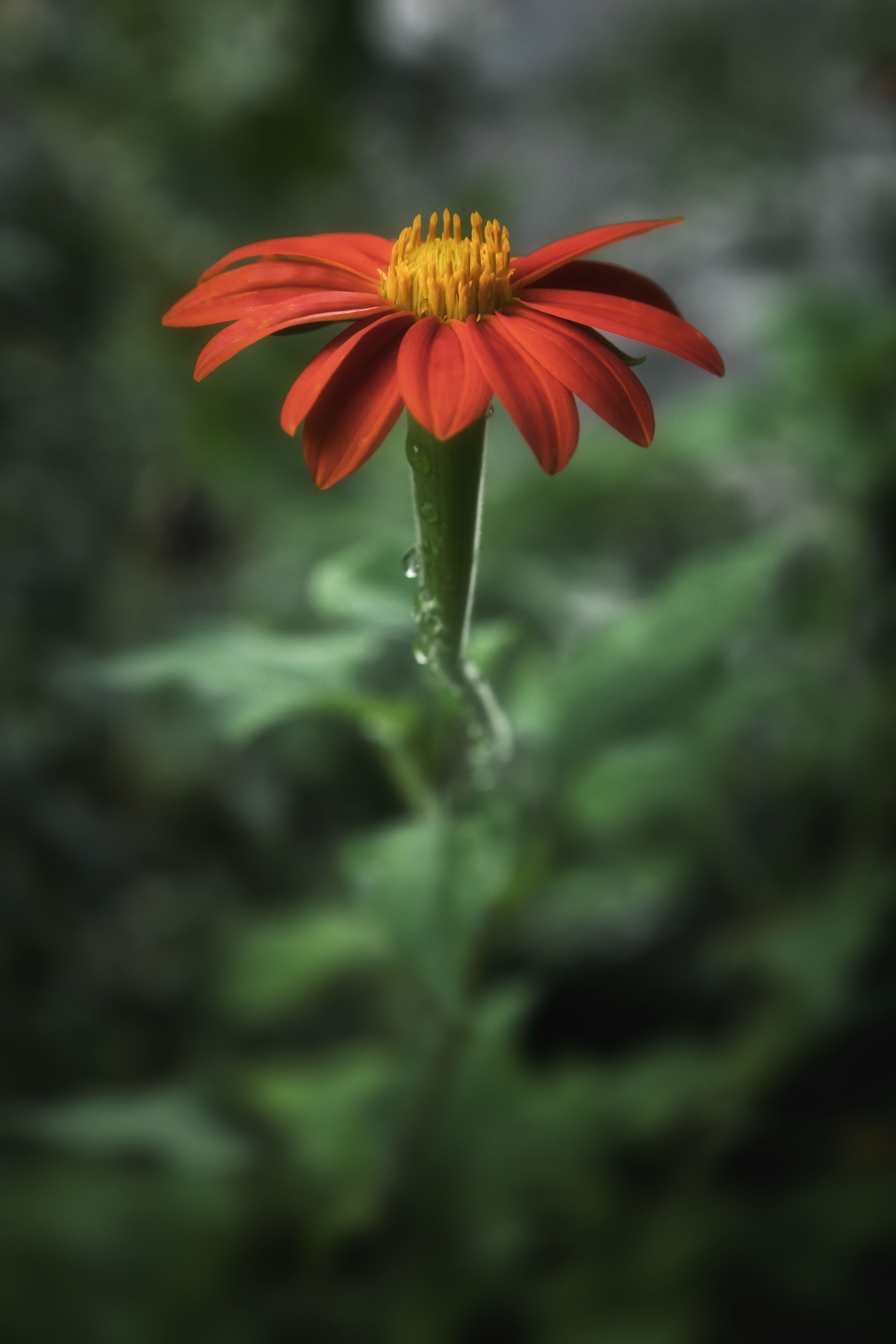 Flowers still grow 2