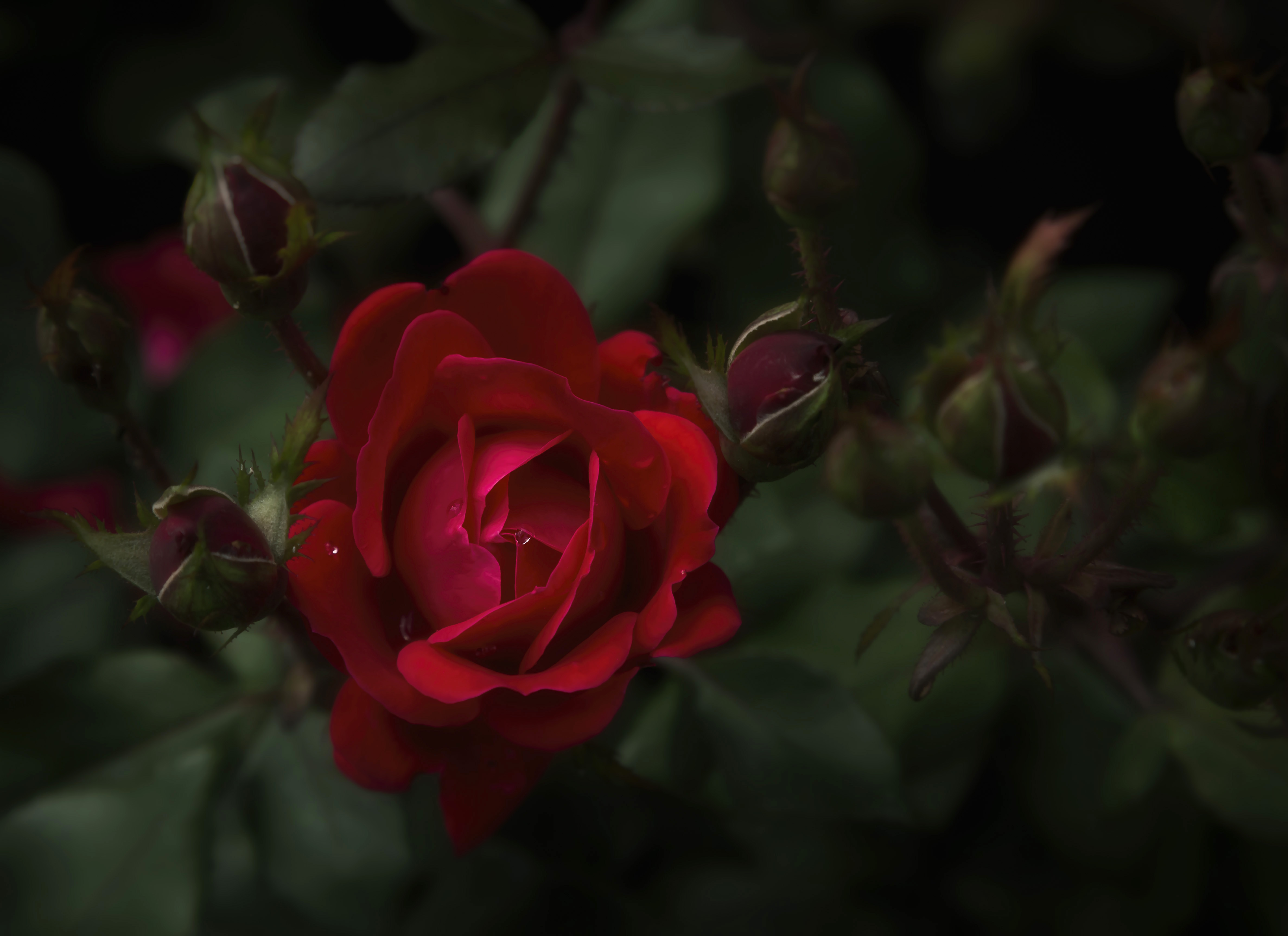 Rosebud