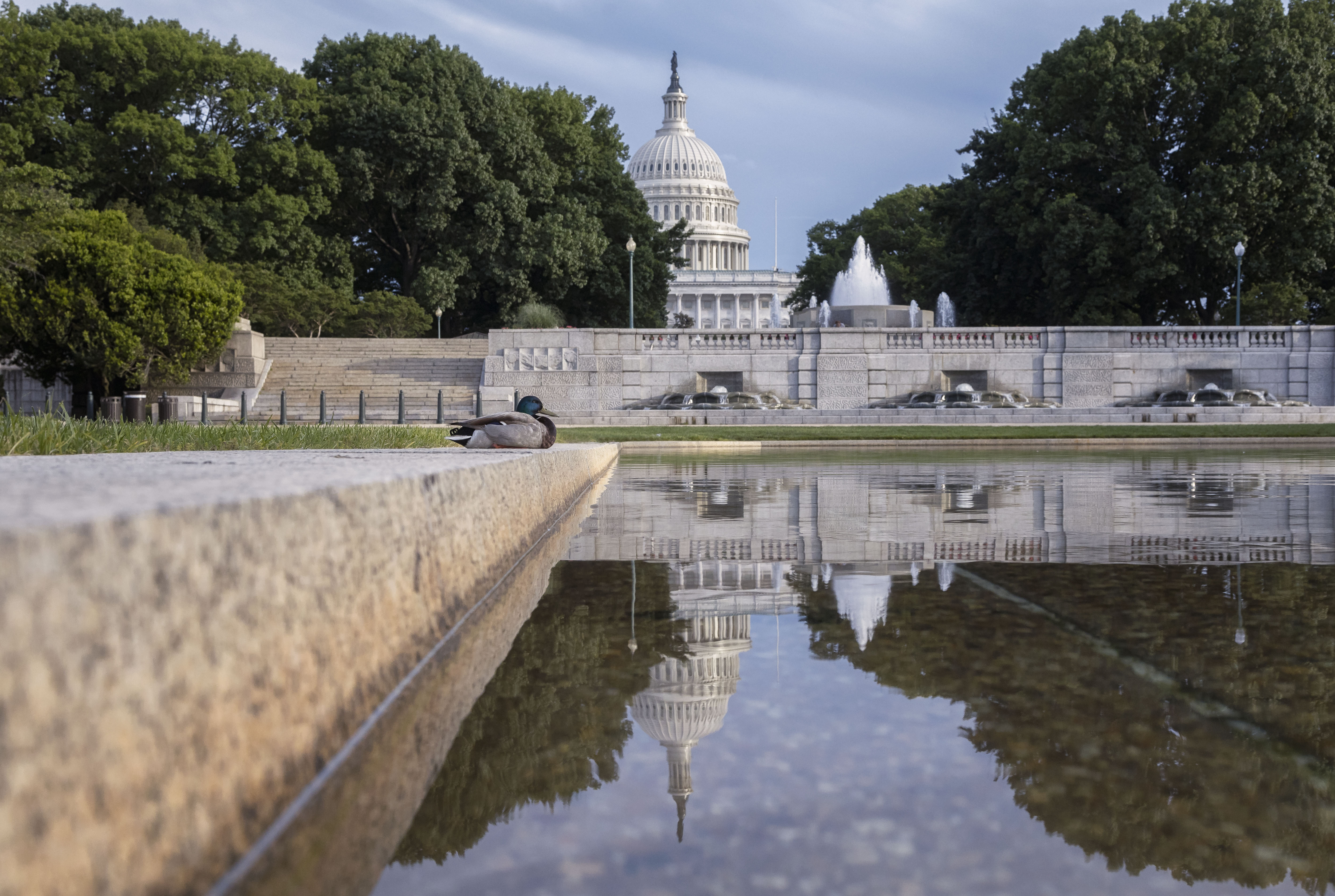 Capitol Duck