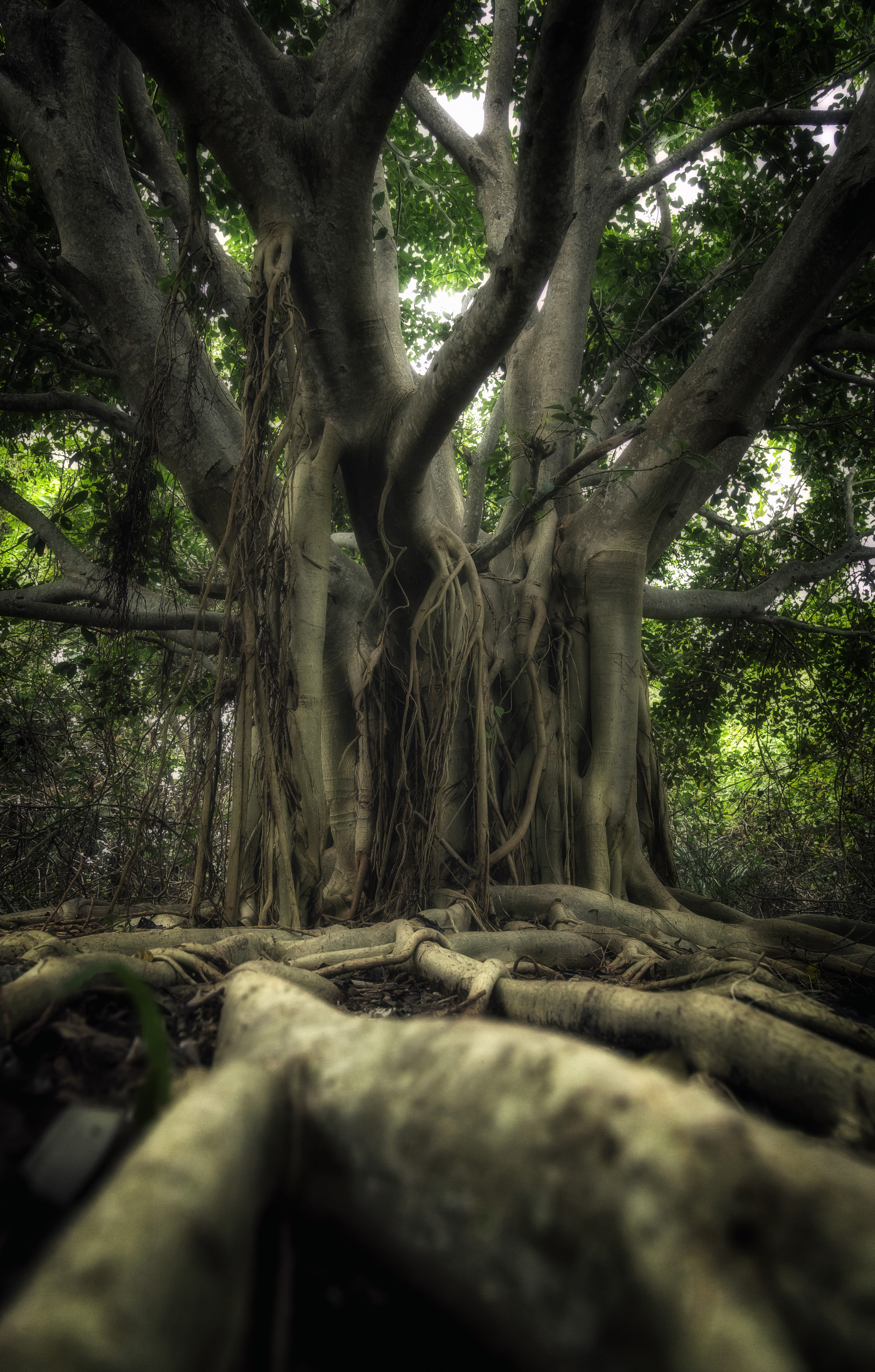 Mystical A